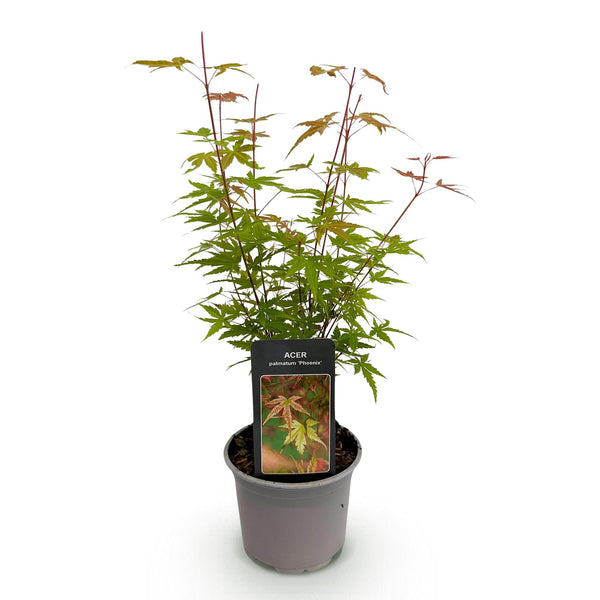 Fächerahorn ‚Phoenix' – Acer palmatum – Ansicht 2