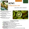 Obstpflanzen-Set „Sommerfrüchte" – 4 verschiedene BIO-Obstpflanzen – Ansicht 2