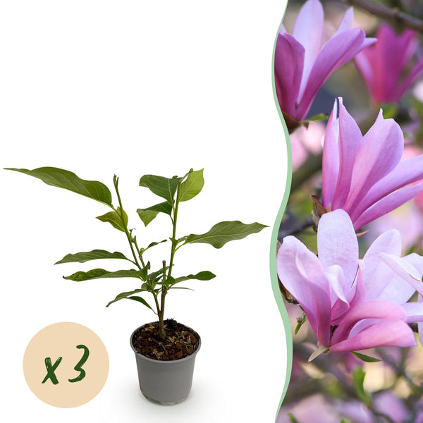 Magnolie ‚Betty' – Magnolia