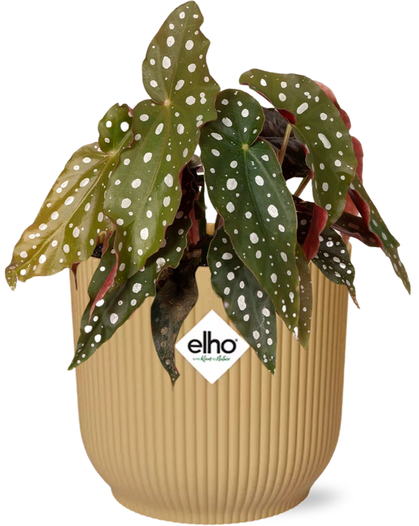Forellenbegonie – Begonia maculata