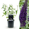 Schmetterlingsstrauch ‚Black Night' – Buddleja davidii – Ansicht 2