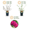 Schmetterlingsstrauch ‚Royal Red' – Buddleja davidii – Ansicht 6