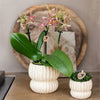 Schmetterlingsorchidee ‚Diamond Spider‘ – Phalaenopsis – Ansicht 6