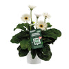 Gerbera ‚Garvinea' Weiß – Ansicht 2