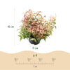 Traubenheide ‚Makijaz' – Leucothoe fontanesiana – Ansicht 3