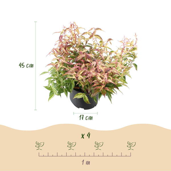 Traubenheide ‚Makijaz' – Leucothoe fontanesiana – Ansicht 3