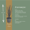 Rutenhirse ‚Northwind' – Panicum virgatum – Ansicht 6