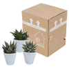 Sukkulenten-Set „Gasteria & Haworthia-Mix" – Gasterien und Haworthien – Ansicht 3