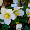 Christrose ‚Christmas Carol' – Helleborus niger – Ansicht 4