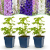 Rittersporn Tricolour – Delphinium