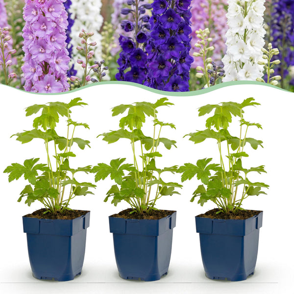 Rittersporn Tricolour – Delphinium