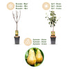 Birnbaum ‚Conference' – Pyrus communis – Ansicht 4