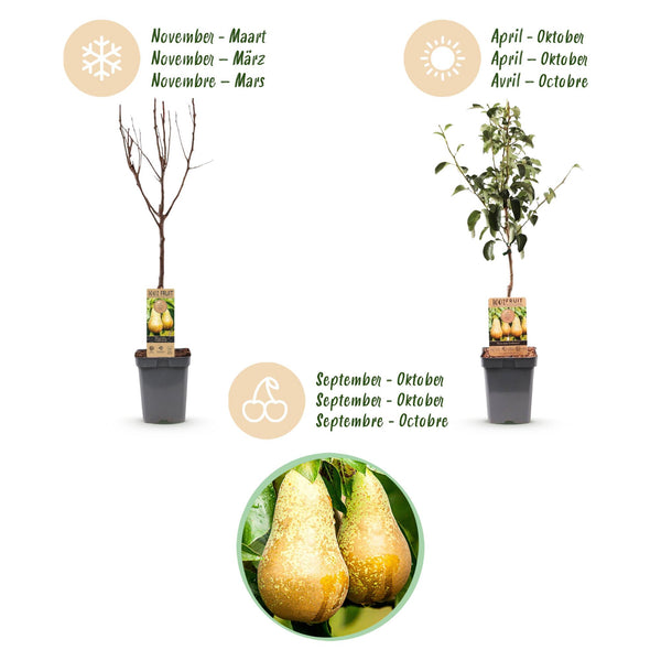 Birnbaum ‚Conference' – Pyrus communis – Ansicht 4