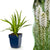 Prachtscharte ‚Alba' – Liatris spicata – 1 Stück