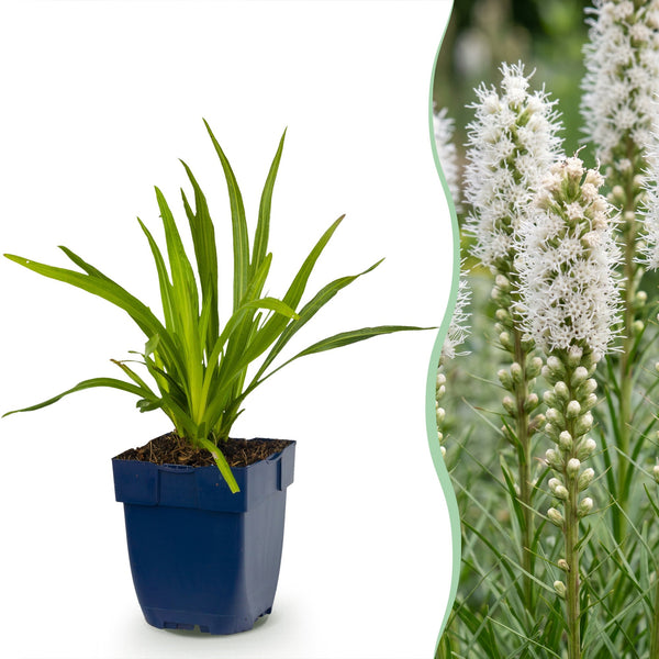 Prachtscharte ‚Alba' – Liatris spicata – 1 Stück