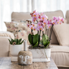 Orchidee ‚Treviso' – Phalaenopsis – Ansicht 3