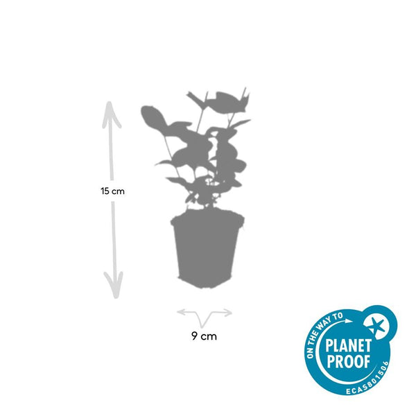 Johanniskraut ‚Beauty' – Hypericum × inodorum – Ansicht 5