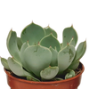 Vetplanten-Mischung 5,5 cm - 10x - zonder pot