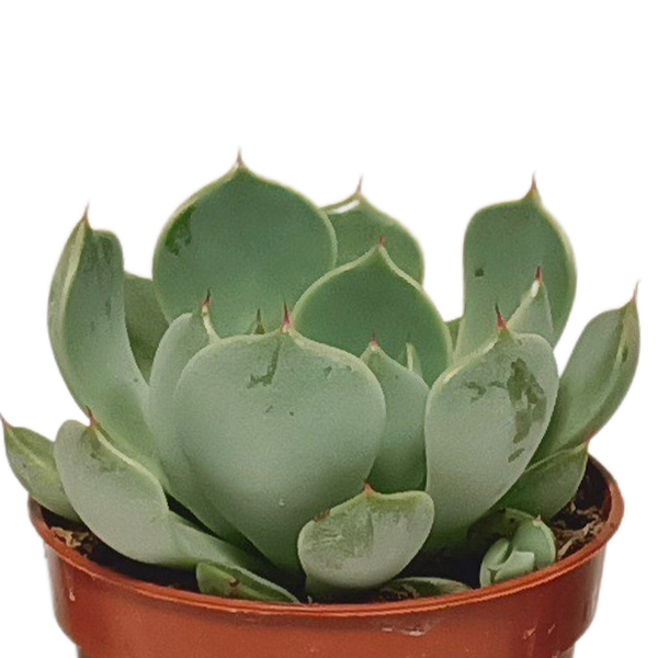 Vetplanten-Mischung 5,5 cm - 10x - zonder pot