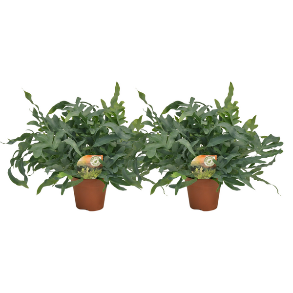 Goldtüpfelfarn ‚Blue Star' – Phlebodium aureum