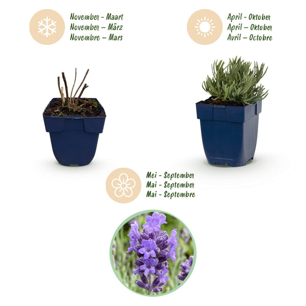 Lavendel ‚Dwarf Blue' – Lavandula angustifolia – Ansicht 4