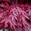 Japanischer Ahorn ‚Skeeter's Broom' – Acer palmatum – Ansicht 6