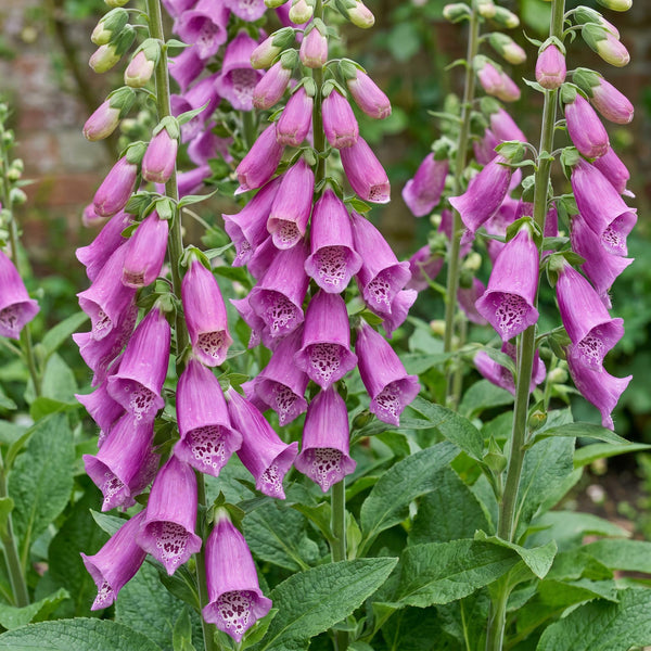 Fingerhut ‚Dalmatian Purple' – Digitalis purpurea – Ansicht 5