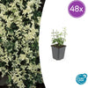 Kriechspindel ‚Harlequin' – Euonymus fortunei