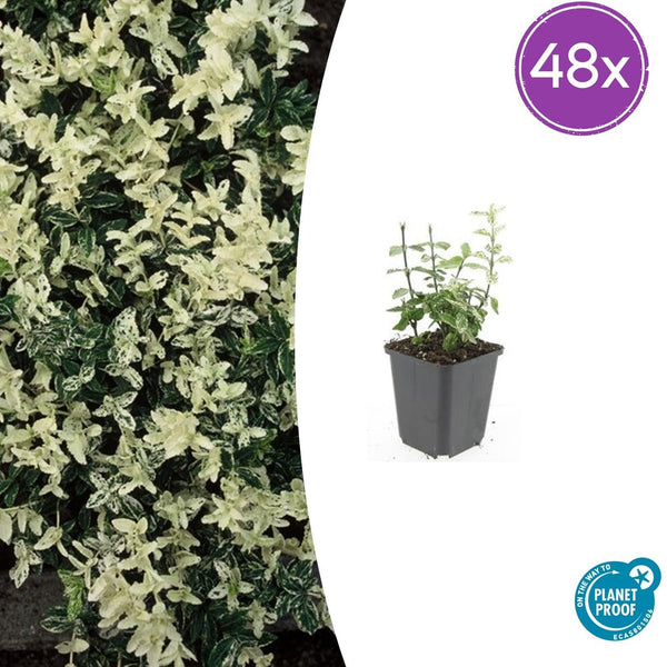 Kriechspindel ‚Harlequin' – Euonymus fortunei