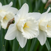 Trompeten-Narzisse ‚Mount Hood' – Narcissus