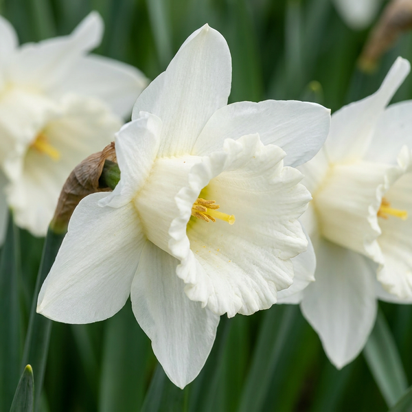 Trompeten-Narzisse ‚Mount Hood' – Narcissus
