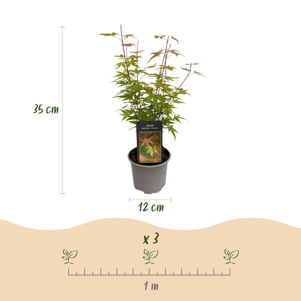 Fächerahorn ‚Phoenix' – Acer palmatum – Ansicht 3