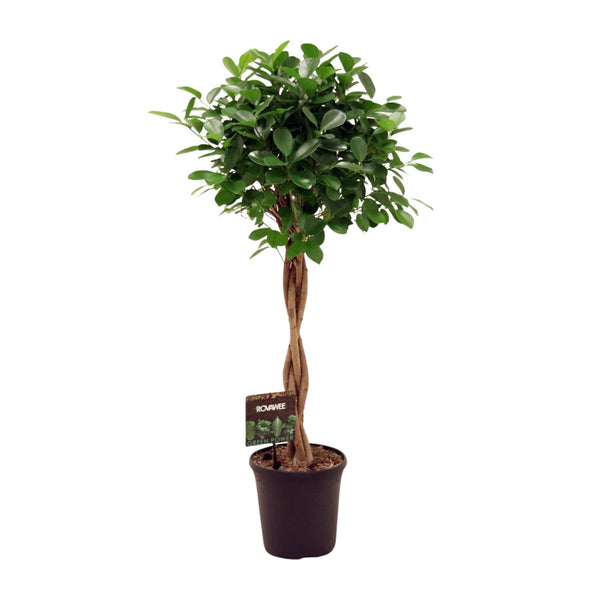 Chinesische Feige ‚Moclame' – Ficus microcarpa
