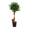 Chinesische Feige ‚Moclame' – Ficus microcarpa
