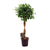 Chinesische Feige ‚Moclame' – Ficus microcarpa