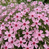 Polsterphlox ‚Rosette' – Phlox subulata – Ansicht 5