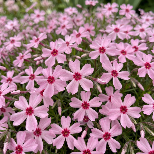 Polsterphlox ‚Rosette' – Phlox subulata – Ansicht 5