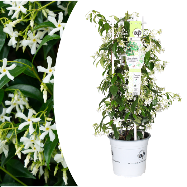 Sternjasmin ‚Star of Venice' – Trachelospermum jasminoides