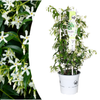 Sternjasmin ‚Star of Venice' – Trachelospermum jasminoides – Ø 23 cm, Standard