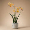 Kunstpflanze Renanthera-Orchidee im Topf – Gelb-Orange