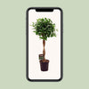 Chinesische Feige ‚Moclame' – Ficus microcarpa – Ansicht 4