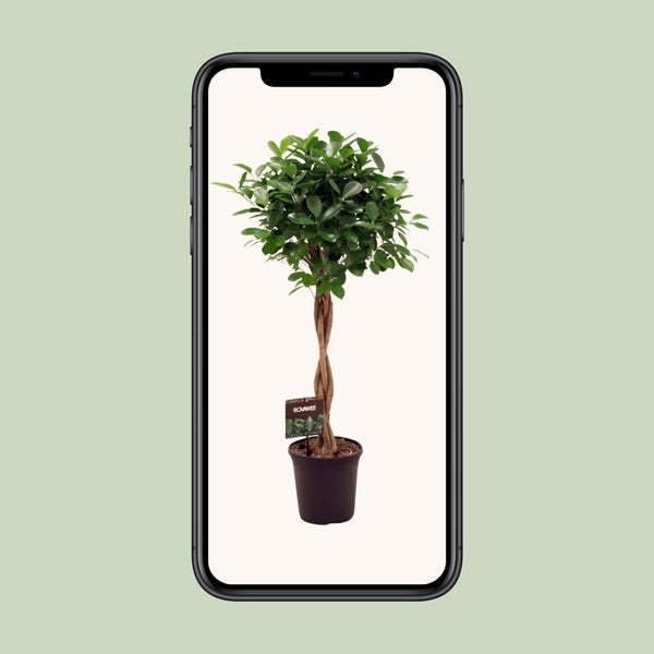 Chinesische Feige ‚Moclame' – Ficus microcarpa – Ansicht 4