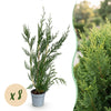 Leylandzypresse ‚2011' – Cupressocyparis leylandii