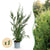 Leylandzypresse ‚2011' – Cupressocyparis leylandii