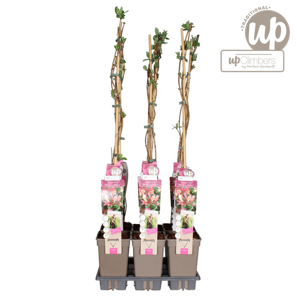 Wald-Geißblatt ‚Belgica' – Lonicera periclymenum – Ansicht 4