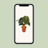 Anthurium clarinervium – Ansicht 4