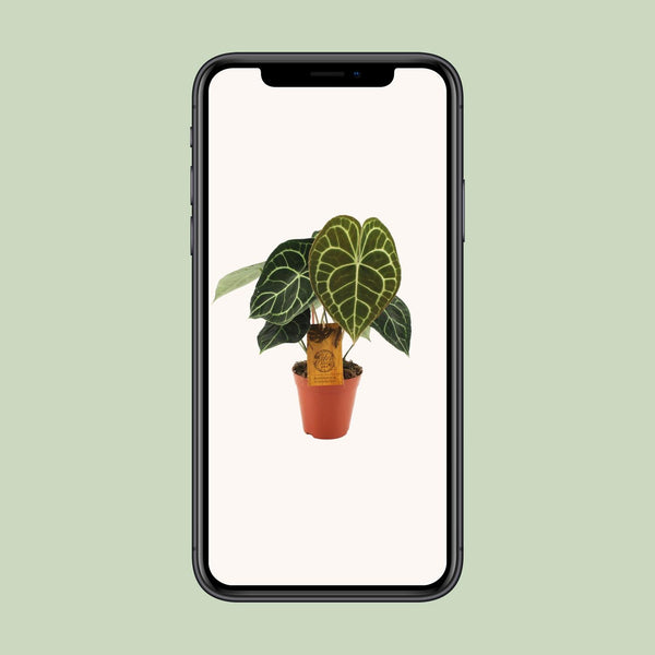 Anthurium clarinervium – Ansicht 4