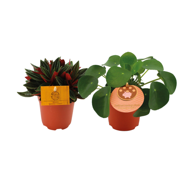 Grünpflanzen-Set „Duo Rosso" – Peperomia Rosso und Ufopflanze
