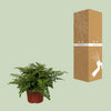 Nestfarn ‚Parvati' – Asplenium nidus – Ansicht 3