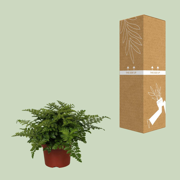 Nestfarn ‚Parvati' – Asplenium nidus – Ansicht 3